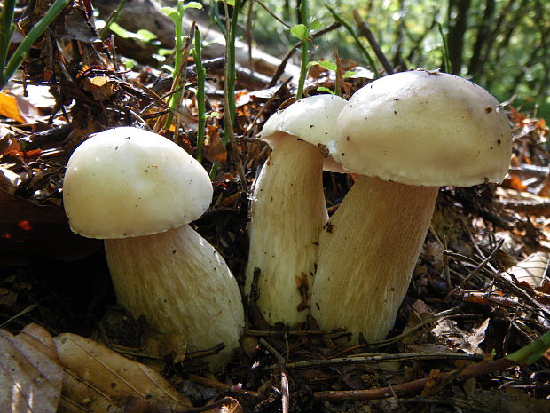 hríb smrekový Boletus edulis Bull.