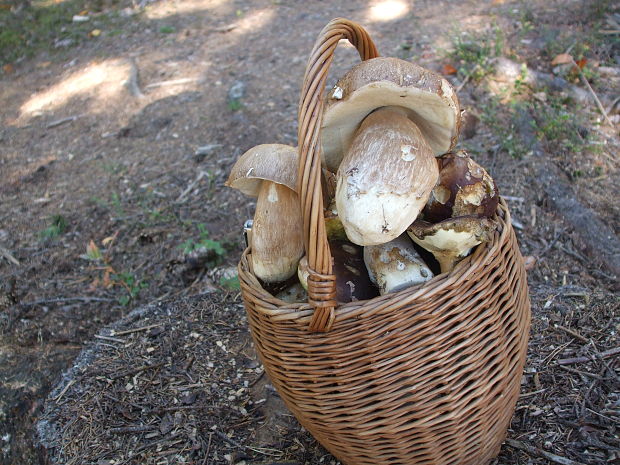 hríb smrekový Boletus edulis Bull.