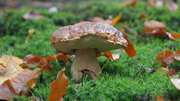 hríb smrekový Boletus edulis Bull.