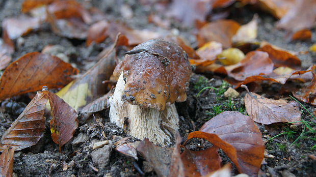 hríb smrekový Boletus edulis Bull.