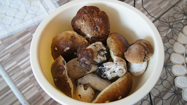 hríb smrekový Boletus edulis Bull.