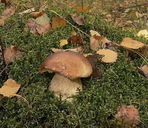 hríb dubový Boletus reticulatus Schaeff.