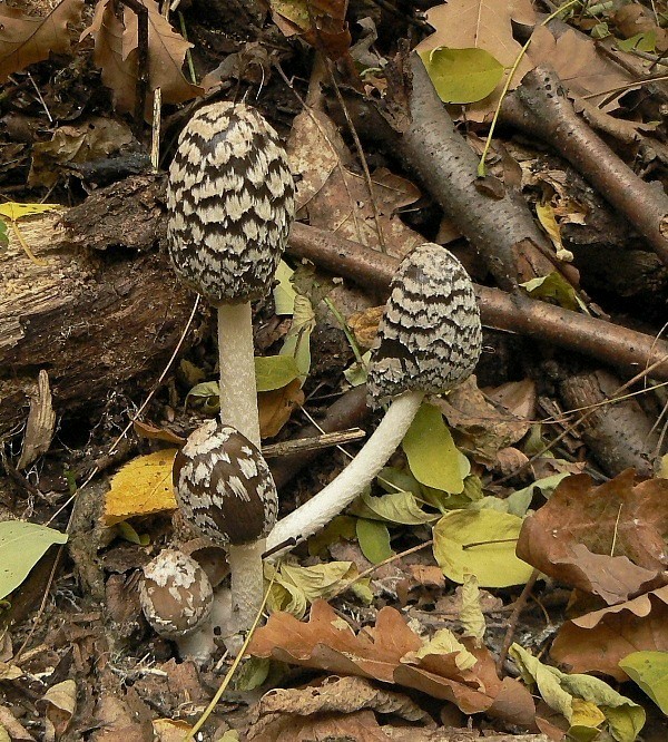 hnojník strakatý Coprinopsis picacea (Bull.) Redhead, Vilgalys & Moncalvo