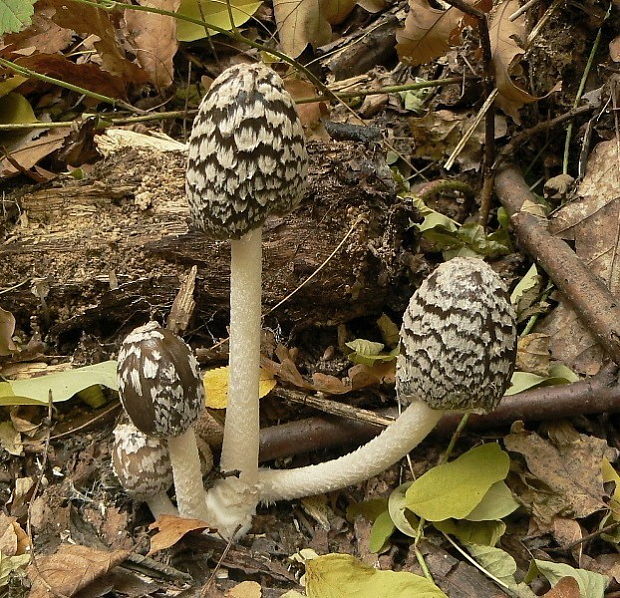 hnojník strakatý Coprinopsis picacea (Bull.) Redhead, Vilgalys & Moncalvo