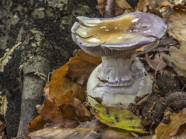 pavučinovec mohutný Cortinarius praestans (Cordier) Gillet