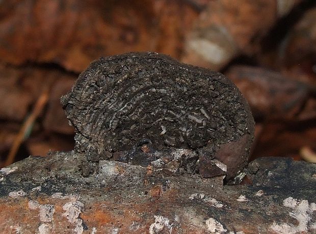 daldínia Daldinia sp.