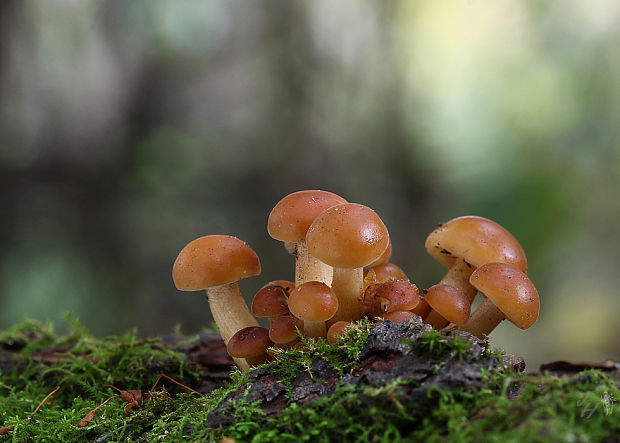 plamienka Flammulina sp.