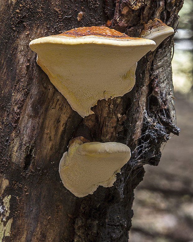 práchnovček pásikavý Fomitopsis pinicola (Sw.) P. Karst.