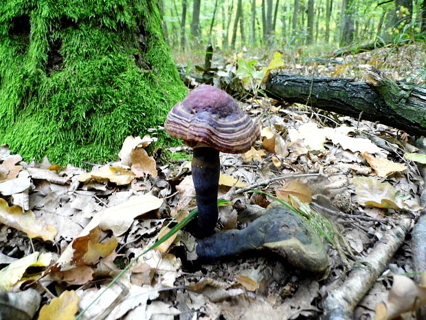 lesklokôrovka obyčajná Ganoderma lucidum (Curtis) P. Karst.