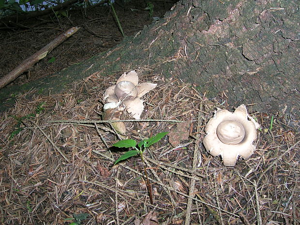 hviezdovka Geastrum sp.