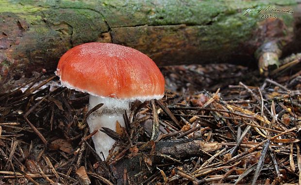 sliziak ružový Gomphidius roseus (Fr.) Oudem.