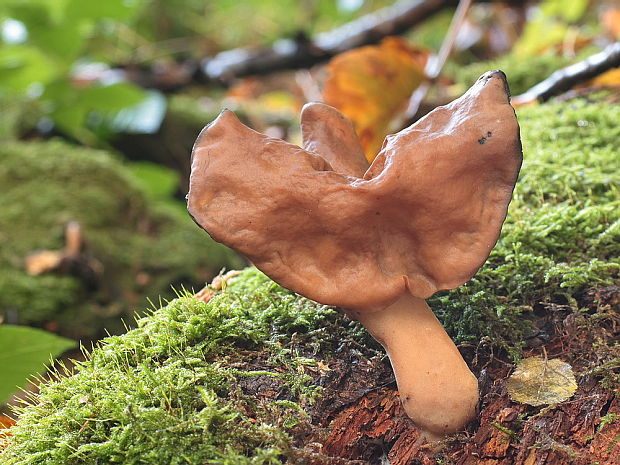 ušiak mitrovitý Gyromitra infula (Schaeff.) Quél.