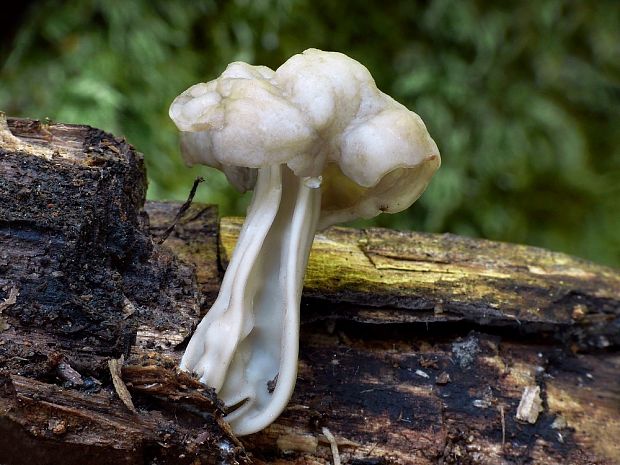 chriapač jamkatý Helvella lacunosa Afzel.