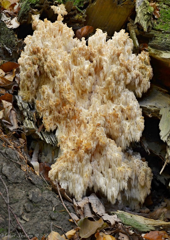 koralovec jedľový Hericium alpestre Pers.