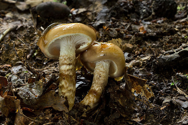 šťavnačka Persoonova Hygrophorus persoonii Arnolds