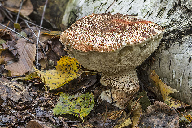 kozák brezový Leccinum scabrum (Bull.) Gray