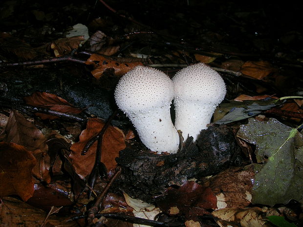 prášnica bradavičnatá Lycoperdon perlatum Pers.