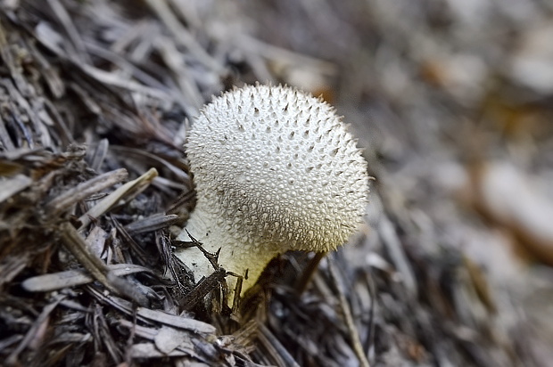 prášnica bradavičnatá Lycoperdon perlatum Pers.