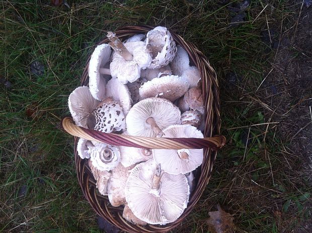 bedľa vysoká Macrolepiota procera (Scop.) Singer