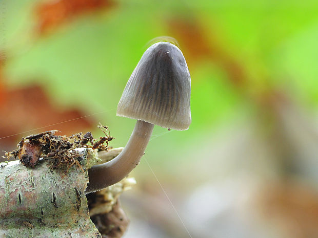 prilbička mliečna Mycena galopus (Pers.) P. Kumm.