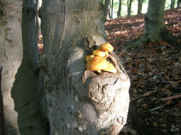 šupinovka Pholiota sp.