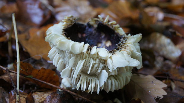 plávka Russula sp.