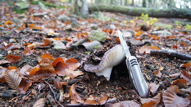 plávka Russula sp.