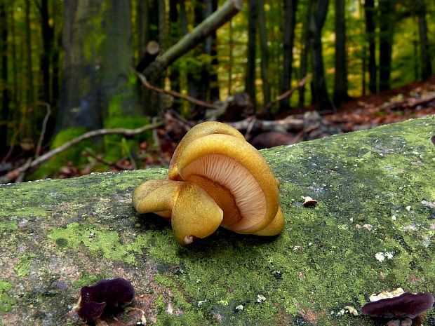 pňovka neskorá Sarcomyxa serotina (Pers.) P. Karst.