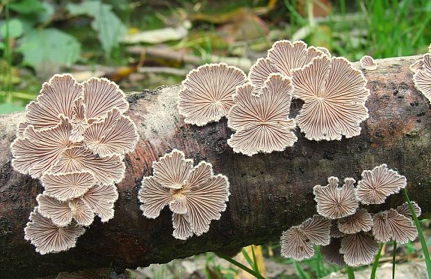 klanolupeňovka obyčajná Schizophyllum commune Fr.