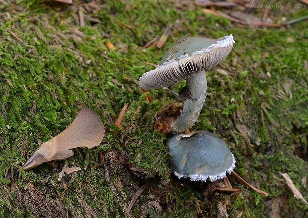 golierovka zelenkastá Stropharia aeruginosa (Curtis) Quél.