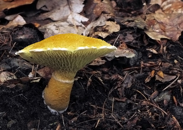 hríbovec dutohlúbikový Suillus cavipes (Opat.) A.H. Sm. & Thiers