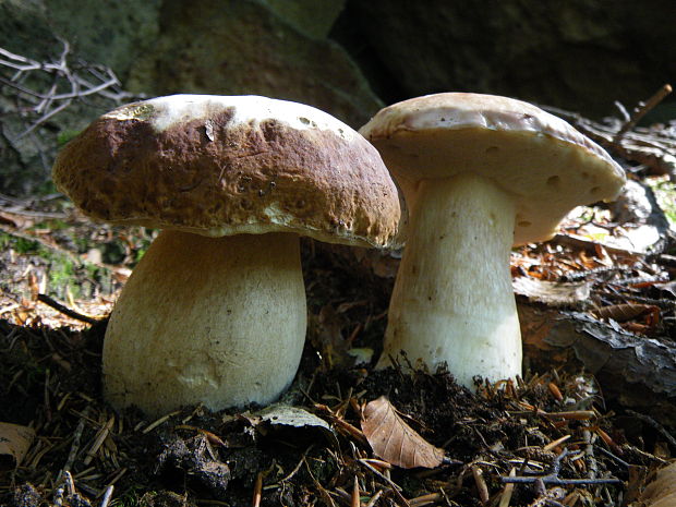 hrib smrekový boletus edulis Bull.