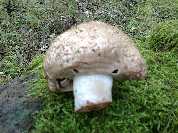 pečiarka šupinkatá Agaricus squamulifer (F.H. Møller) Pilát