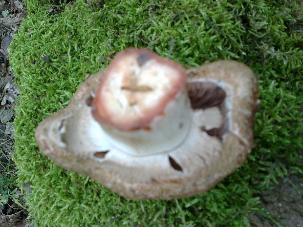 pečiarka šupinkatá Agaricus squamulifer (F.H. Møller) Pilát