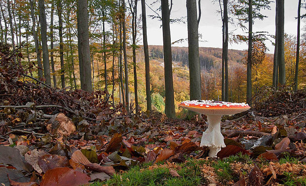 Modra-Harmónia Amanita muscaria (L.) Lam.