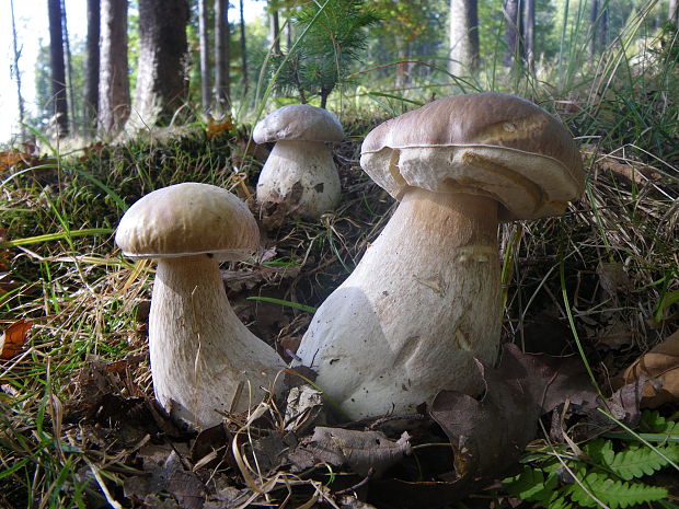 hríb smrekový Boletus edulis Bull.