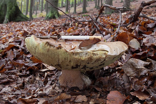 hríb smrekový Boletus edulis Bull.