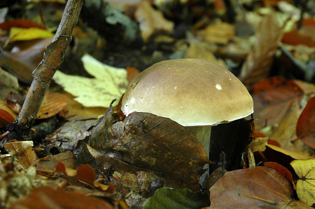 hríb smrekový Boletus edulis Bull.