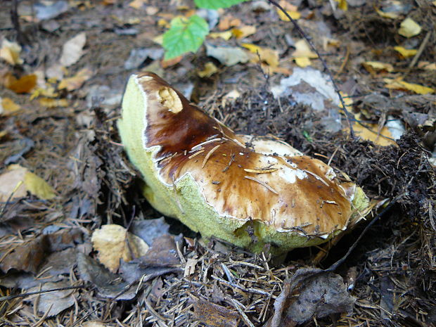 hríb smrekový Boletus edulis Bull.