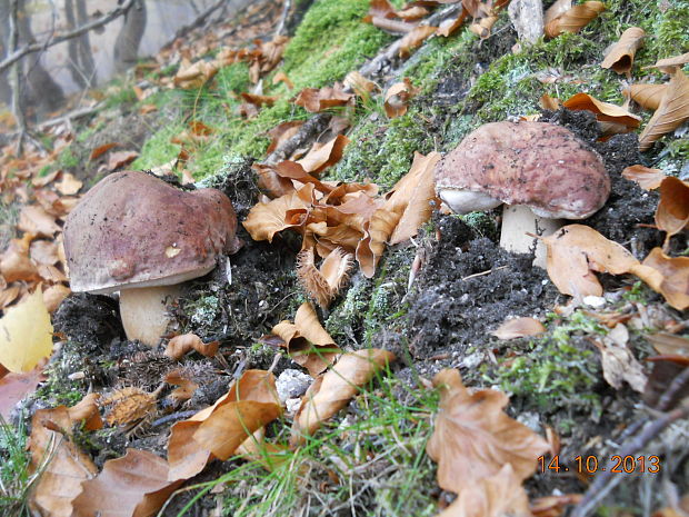 hríb sosnový Boletus pinophilus Pil. et Dermek in Pil.