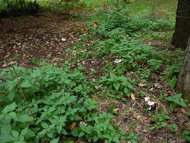 bedľa červenejúca záhradná biotop Chlorophyllum brunneum (Farl. & Burt) Vellinga