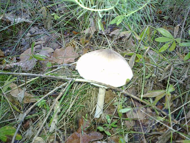 bedľa červenejúca Chlorophyllum rachodes (Vittad.) Vellinga