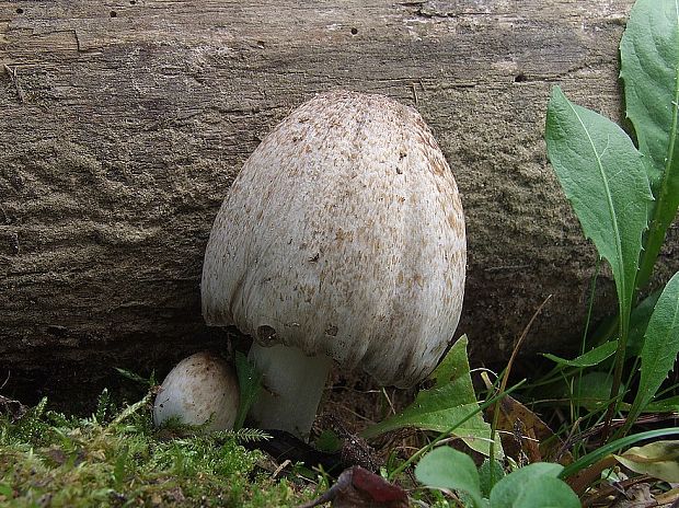 hnojník Coprinus sp.