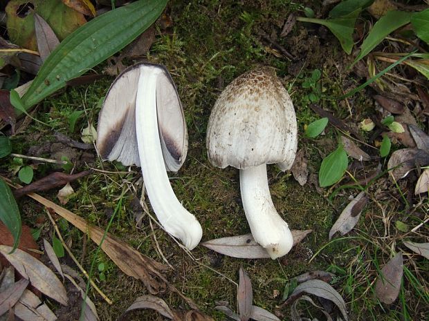 hnojník Coprinus sp.