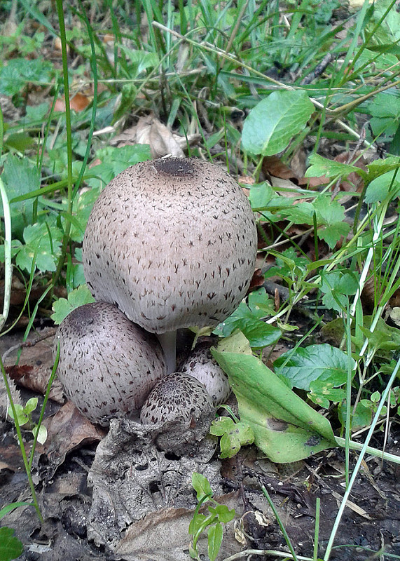 hnojník Coprinus sp.