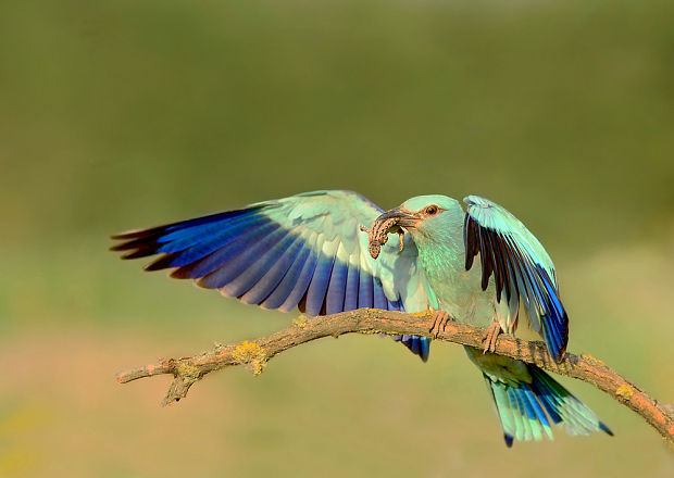 krakľa belasá Coracias garrulus