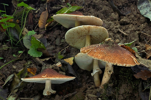 bedlička ostrošupinatá Echinoderma asperum (Pers.) Bon