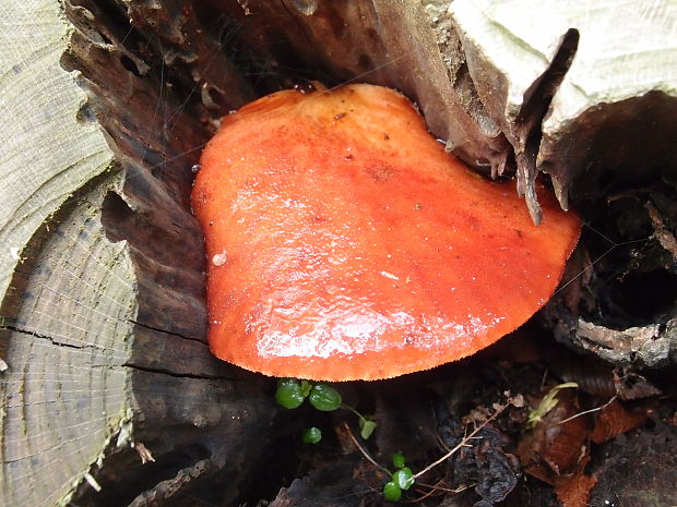 pečeňovec dubový Fistulina hepatica (Schaeff.) With.