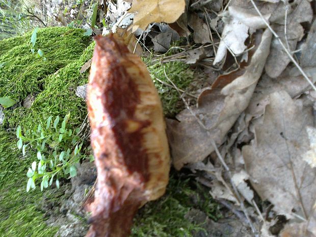 pečeňovec dubový Fistulina hepatica (Schaeff.) With.