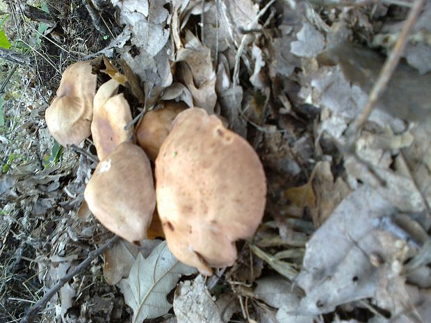 peniazovka vretenovitohlúbiková Gymnopus fusipes (Bull.) Gray